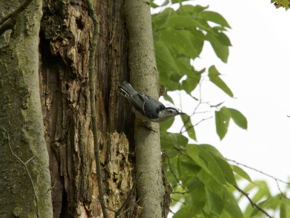 Sittelle à poitrine blanche (carolinensis) - ML173051061