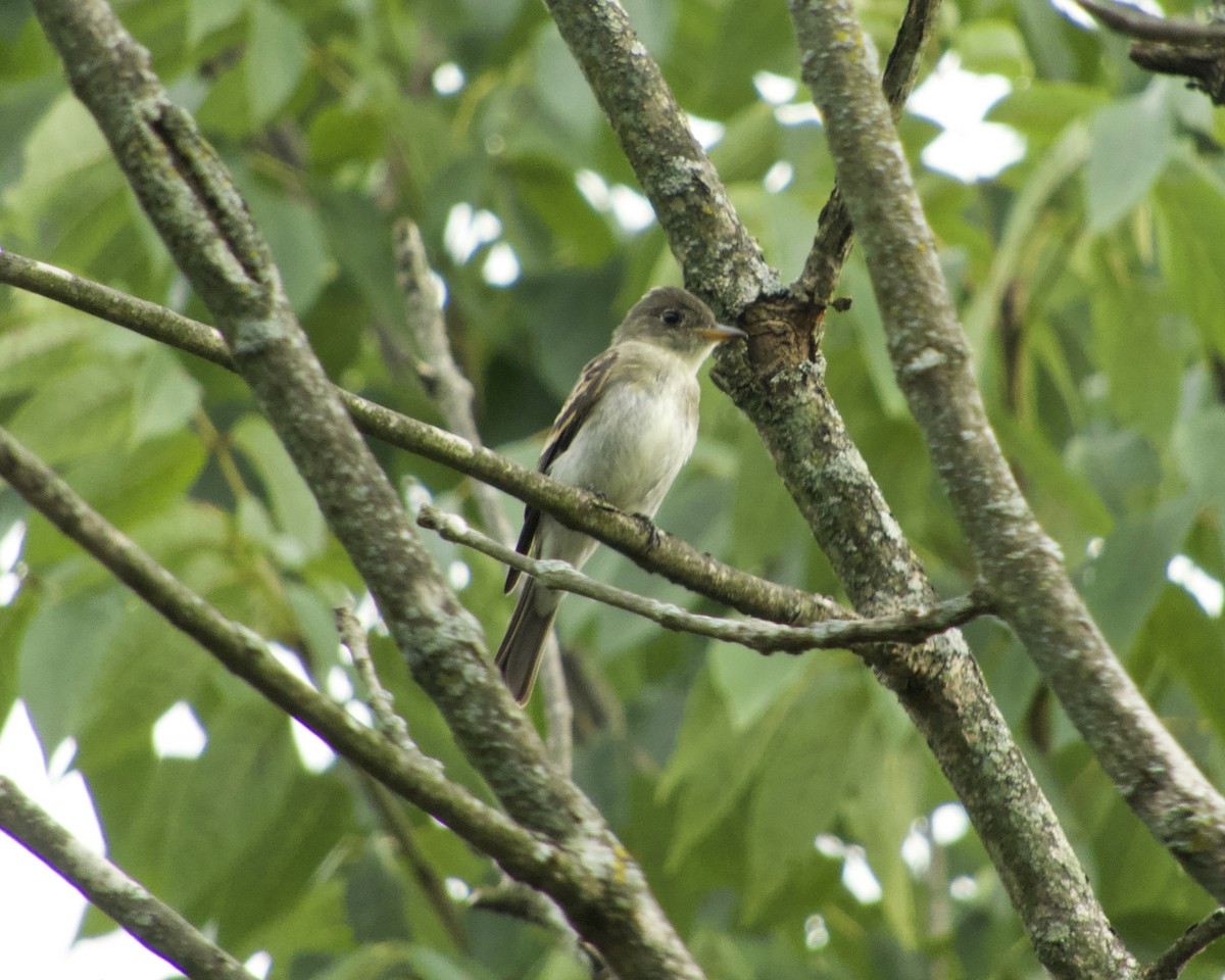 Eastern Wood-Pewee - Douglass Gaking