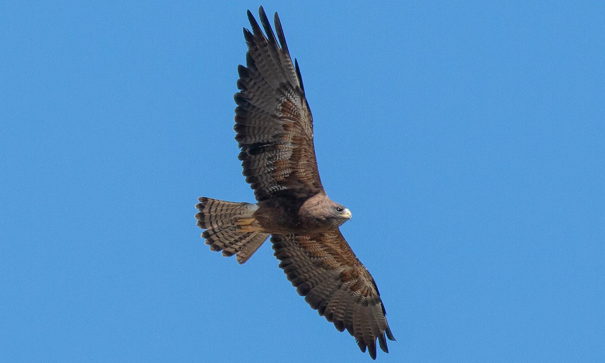 Swainson's Hawk - ML173052551