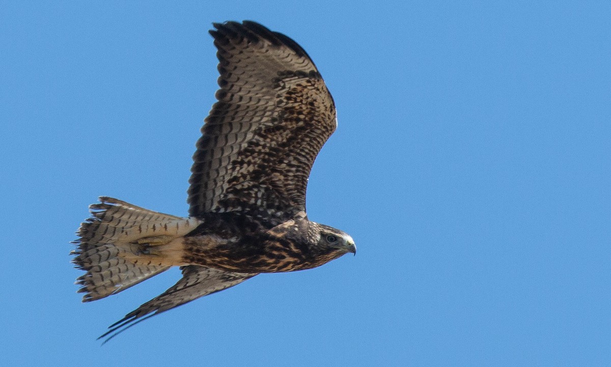 Swainson's Hawk - Paul Fenwick