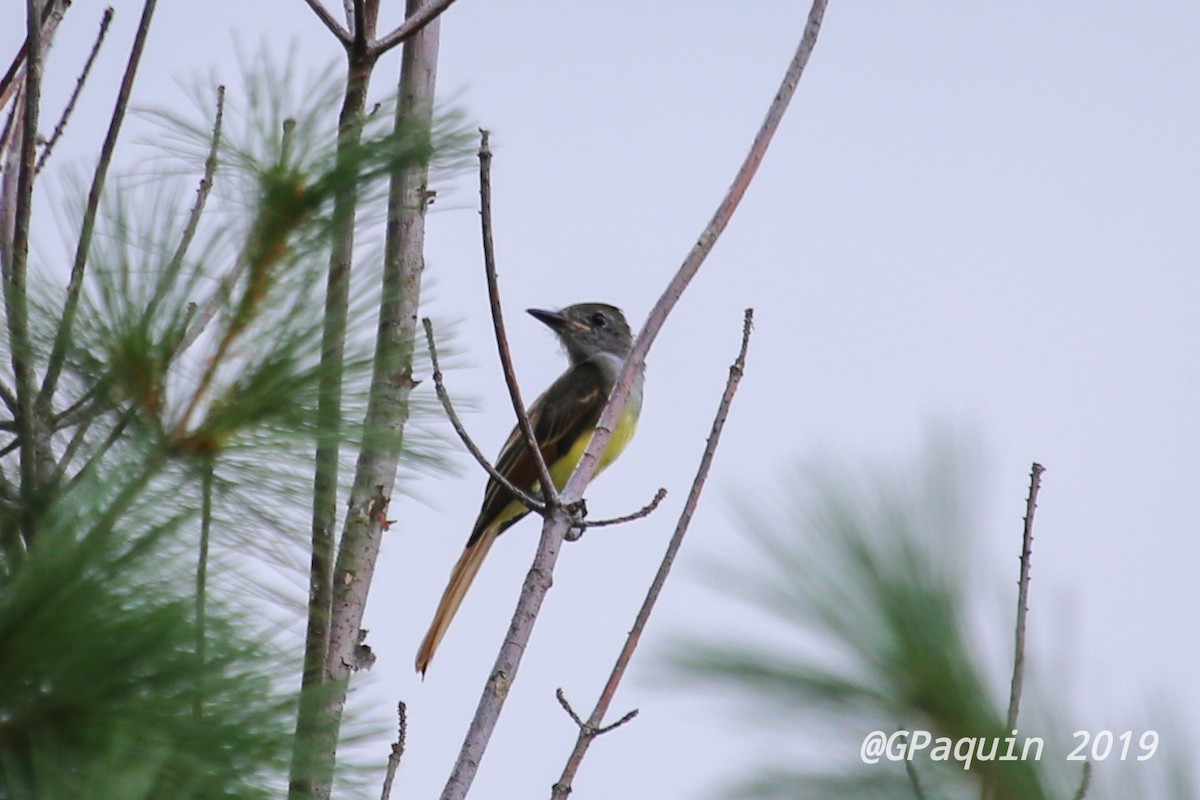 Great Crested Flycatcher - ML173053881