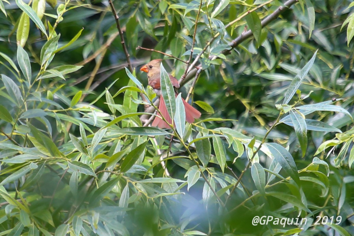 Northern Cardinal - ML173054141