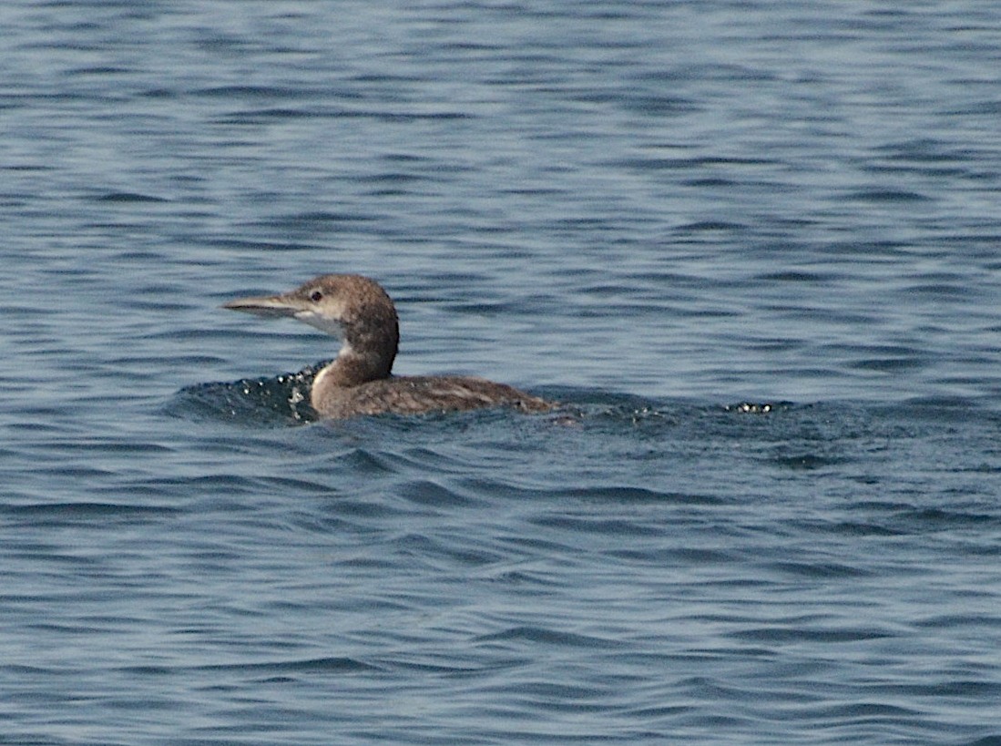 Common Loon - ML173054881