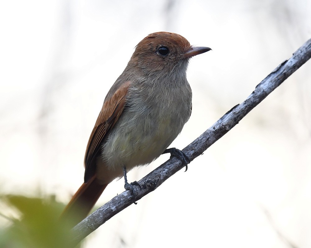 Ash-throated Casiornis - Andrew Whitehouse
