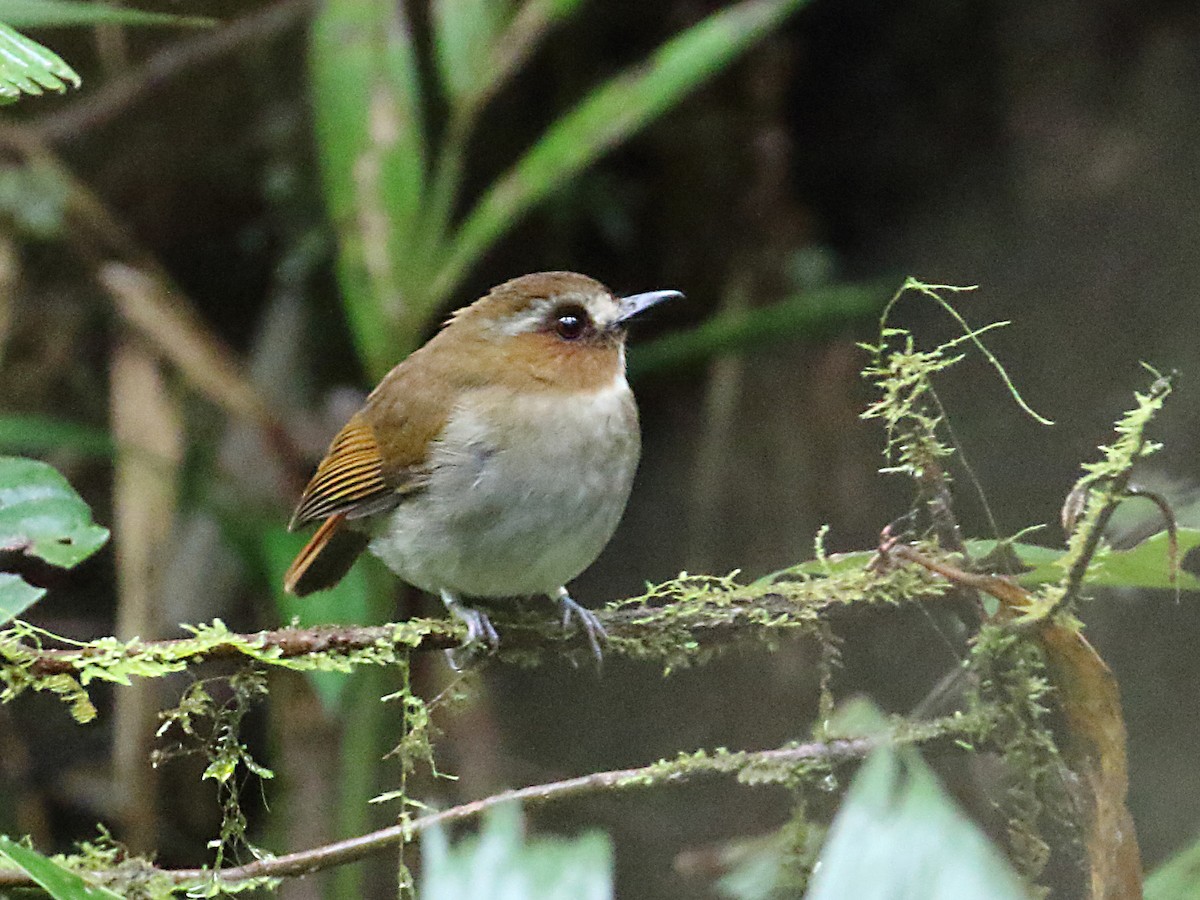 Eyebrowed Jungle Flycatcher - ML173058551