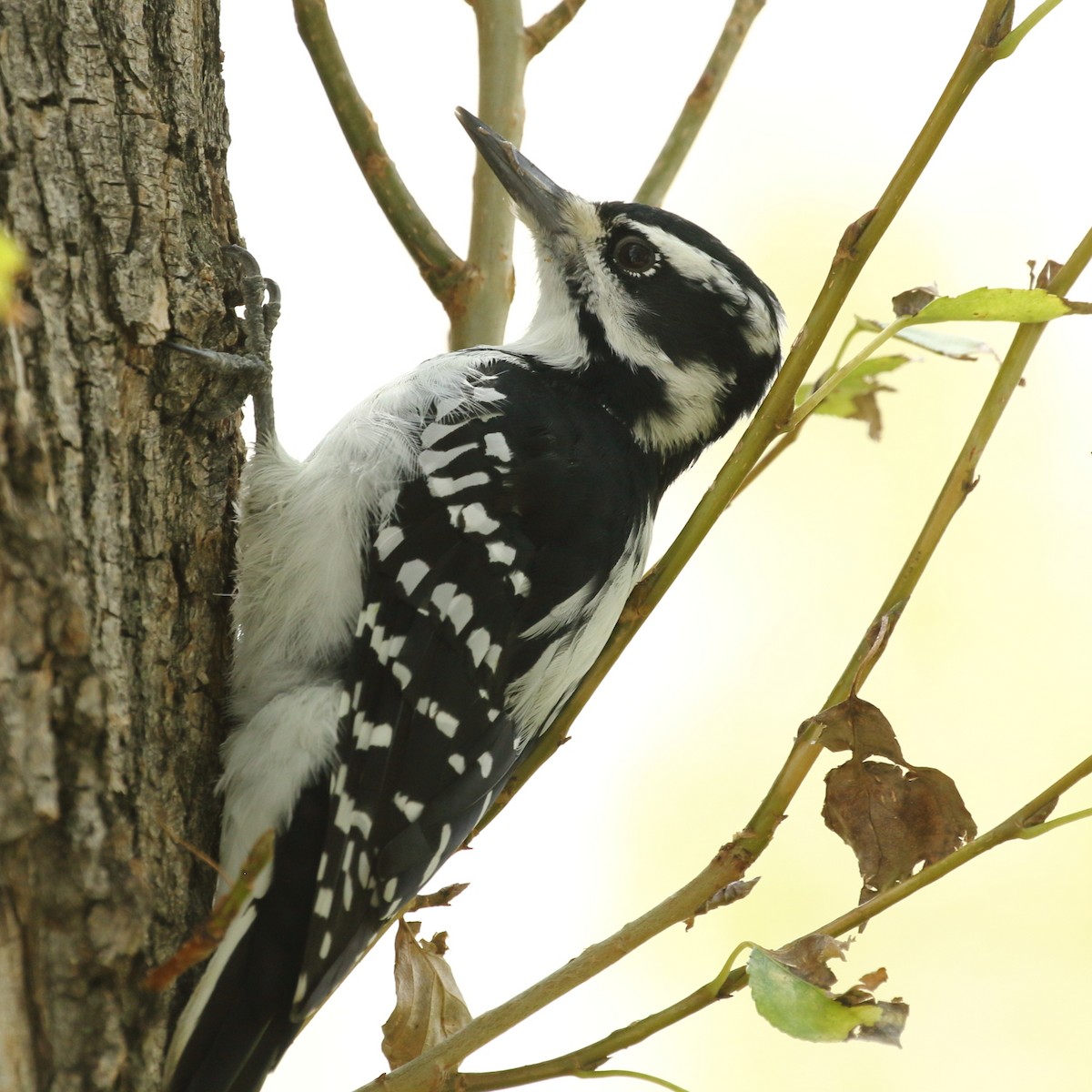 Hairy Woodpecker - gord smith
