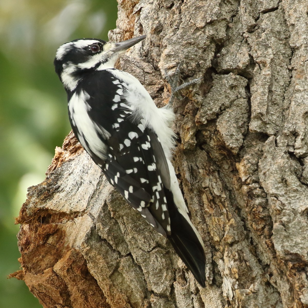 Hairy Woodpecker - gord smith