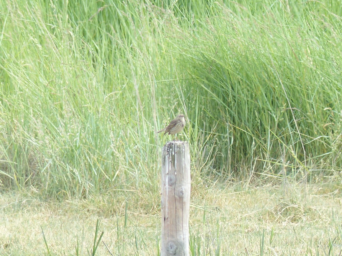 Meadow Pipit - ML173059521