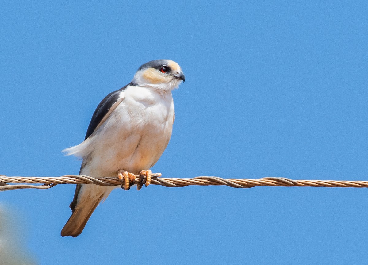 Pearl Kite - ML173059741