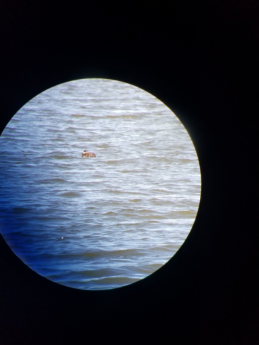 eBird Checklist - 17 Nov 2018 - Canaveral National Seashore--Apollo ...