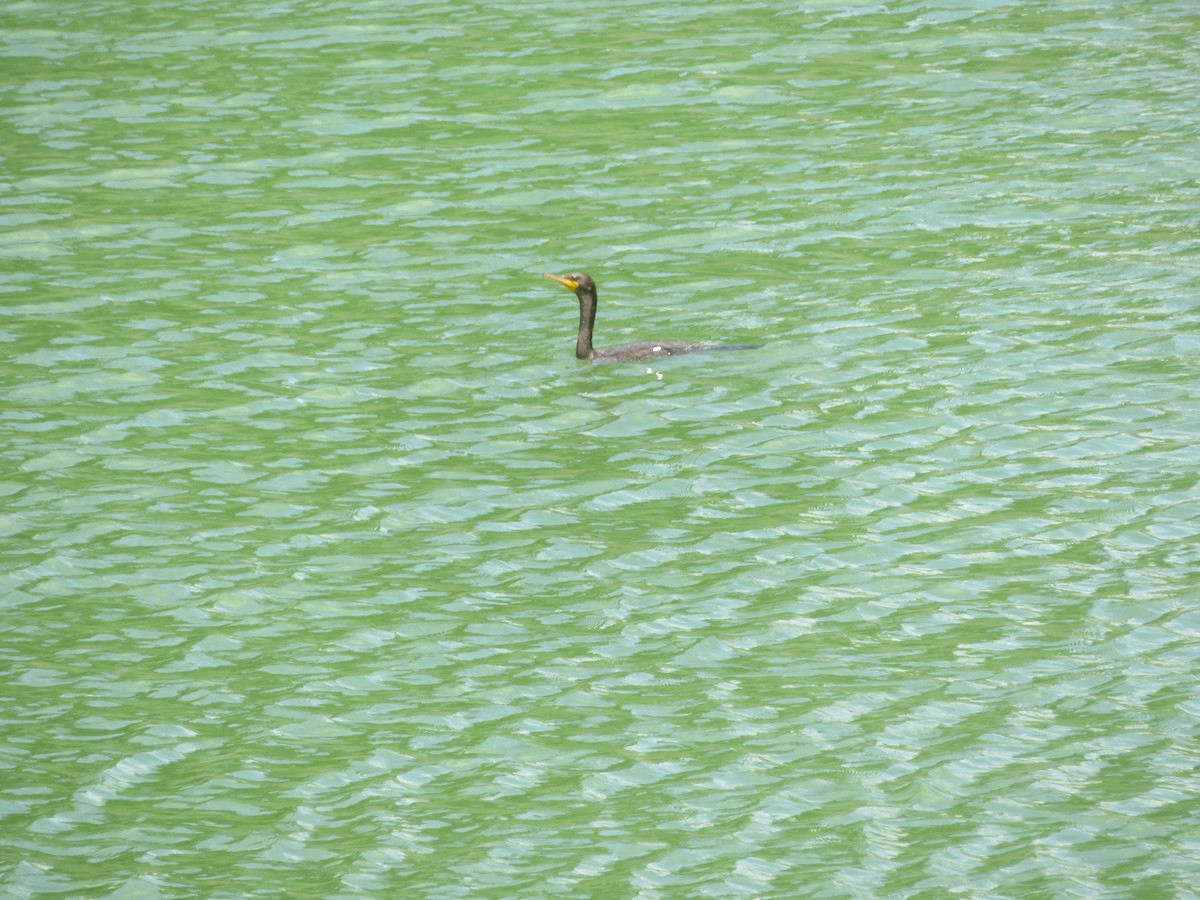 Double-crested Cormorant - William Kuk