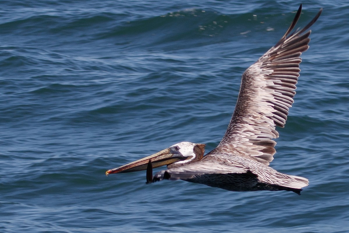 pelikán hnědý - ML173062211