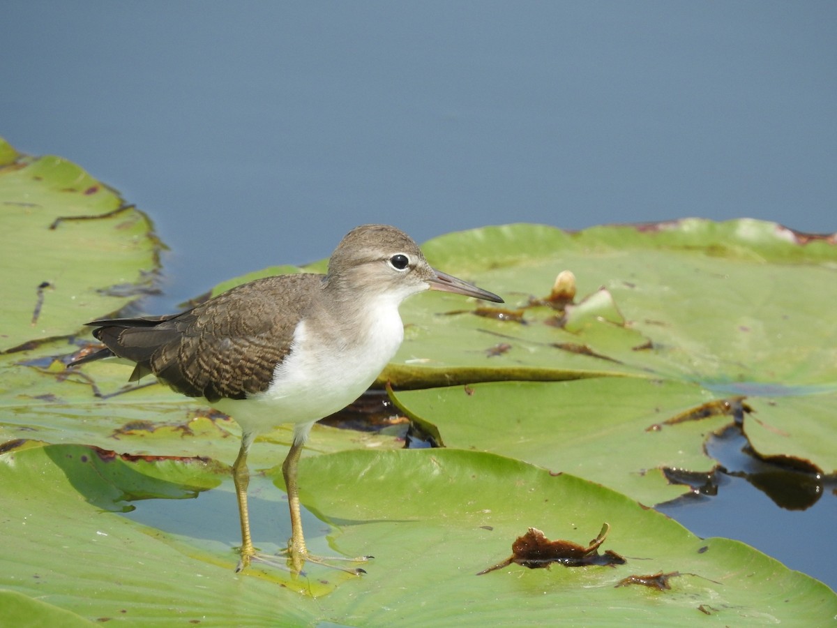 Spotted Sandpiper - Christopher Braut