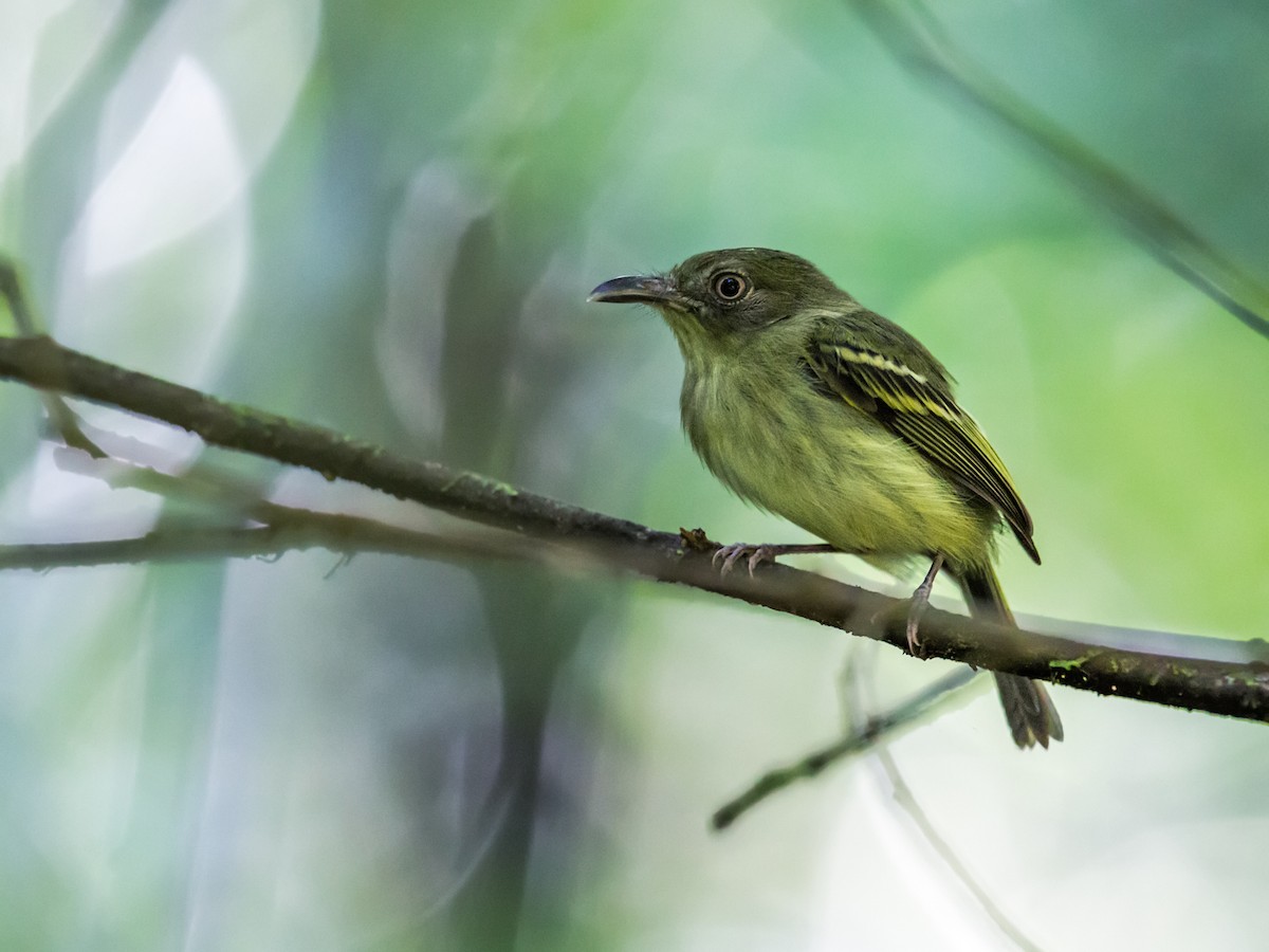 Southern Bentbill - ML173065611