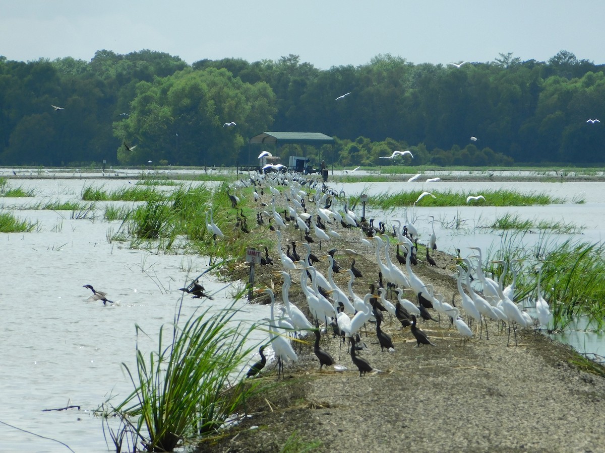 Neotropic Cormorant - ML173067481