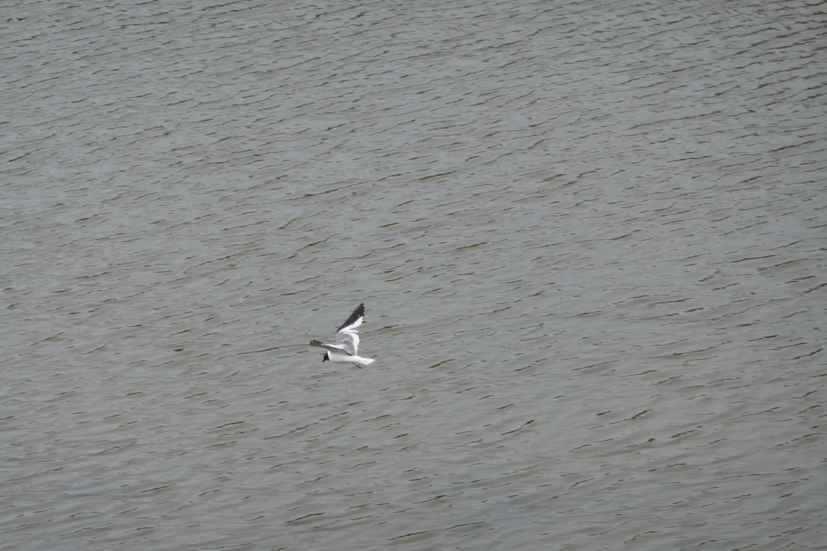 Sabine's Gull - Brian Schnack