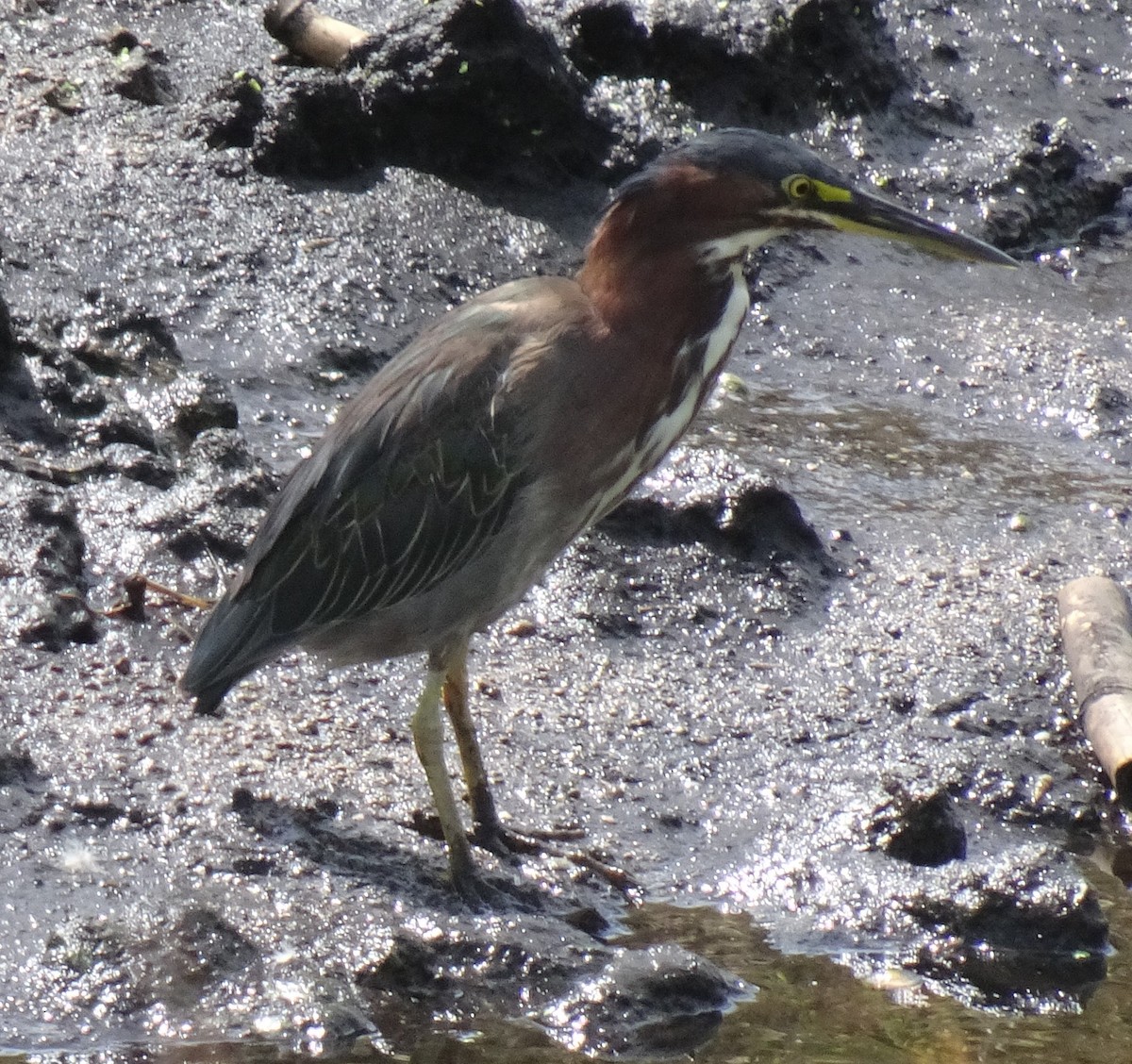 Green Heron - Cathy Olson