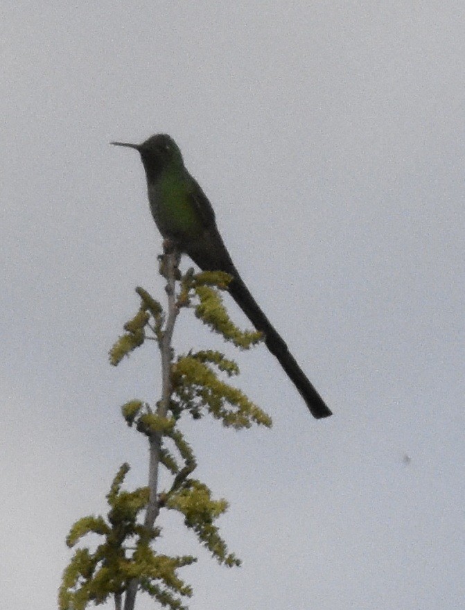 Red-tailed Comet - ML173072321