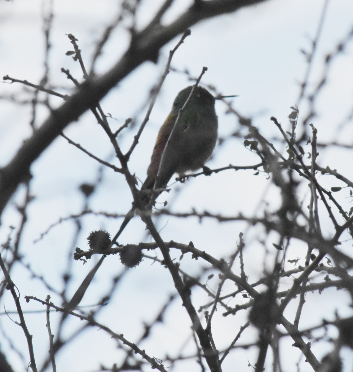 Red-tailed Comet - ML173072351