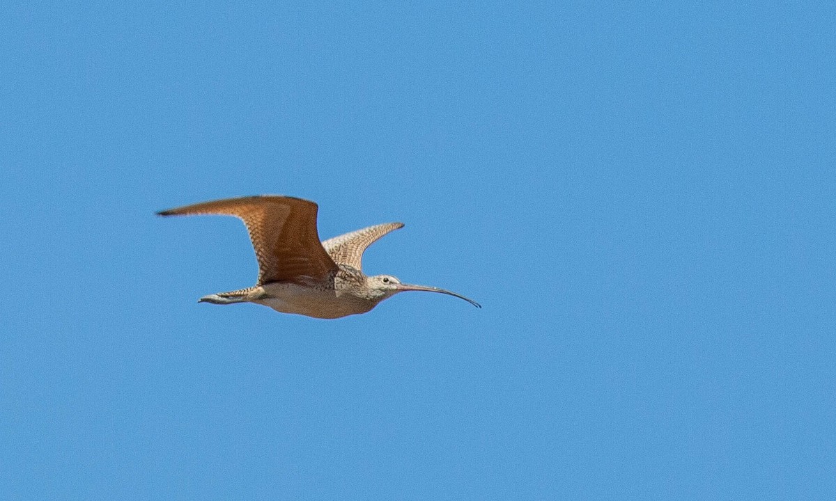Long-billed Curlew - ML173073491