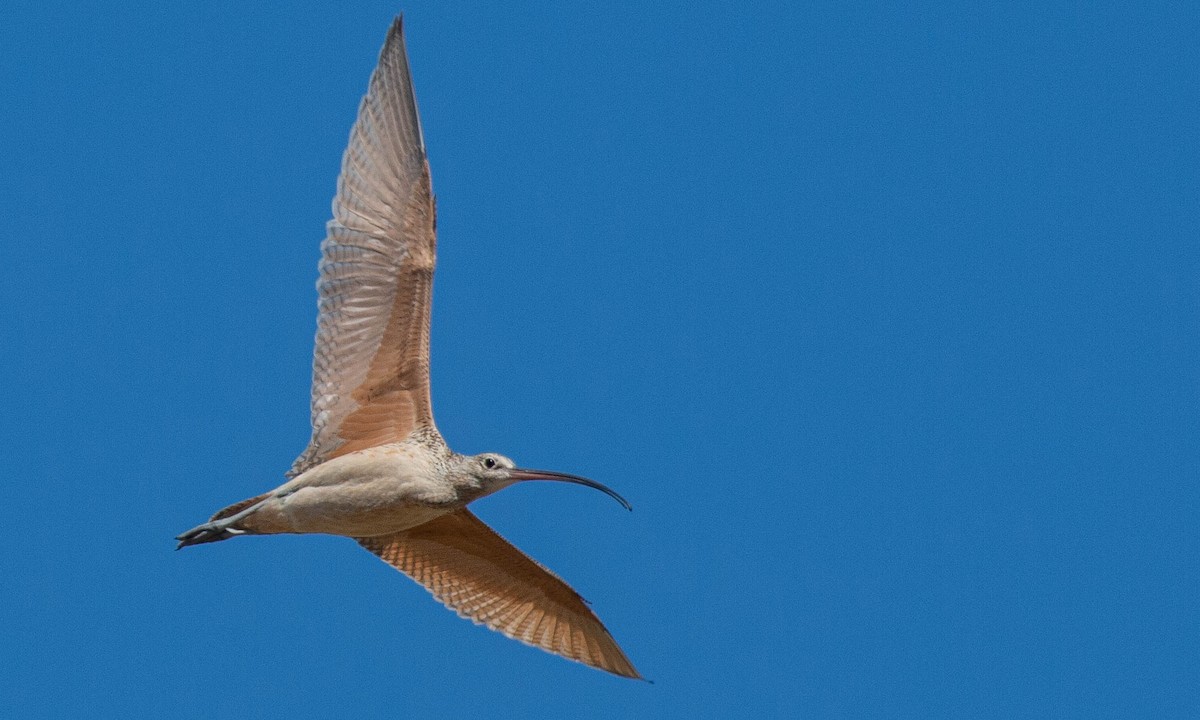 Long-billed Curlew - ML173073501