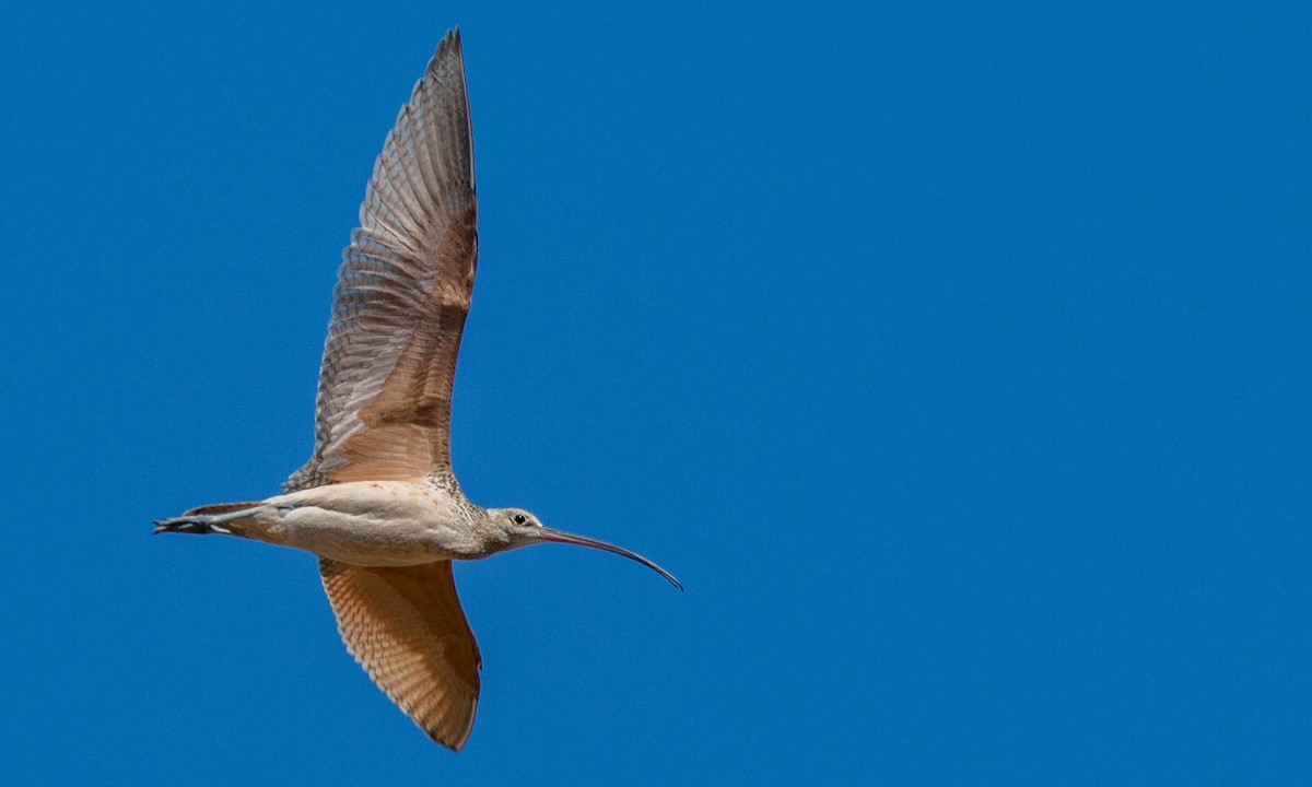 Long-billed Curlew - ML173073511
