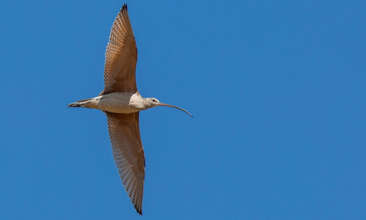Long-billed Curlew - ML173073521