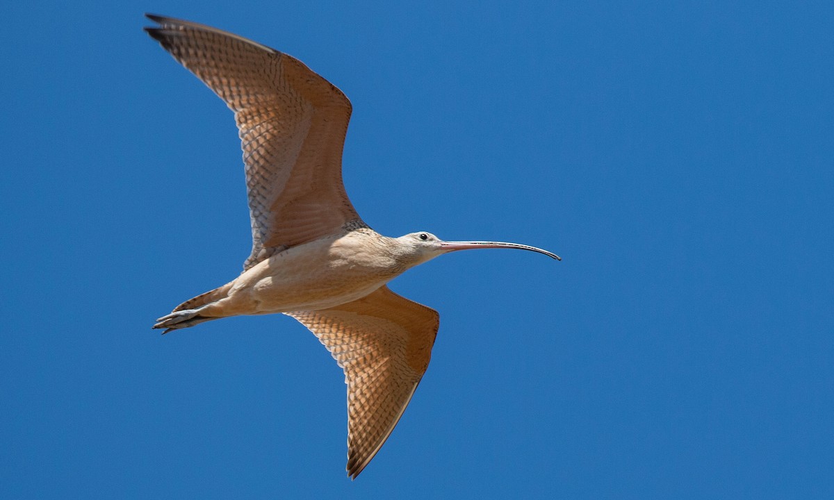 Long-billed Curlew - ML173073531