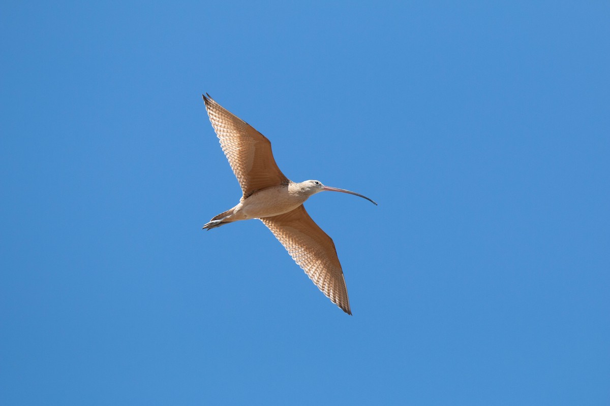Long-billed Curlew - ML173073561