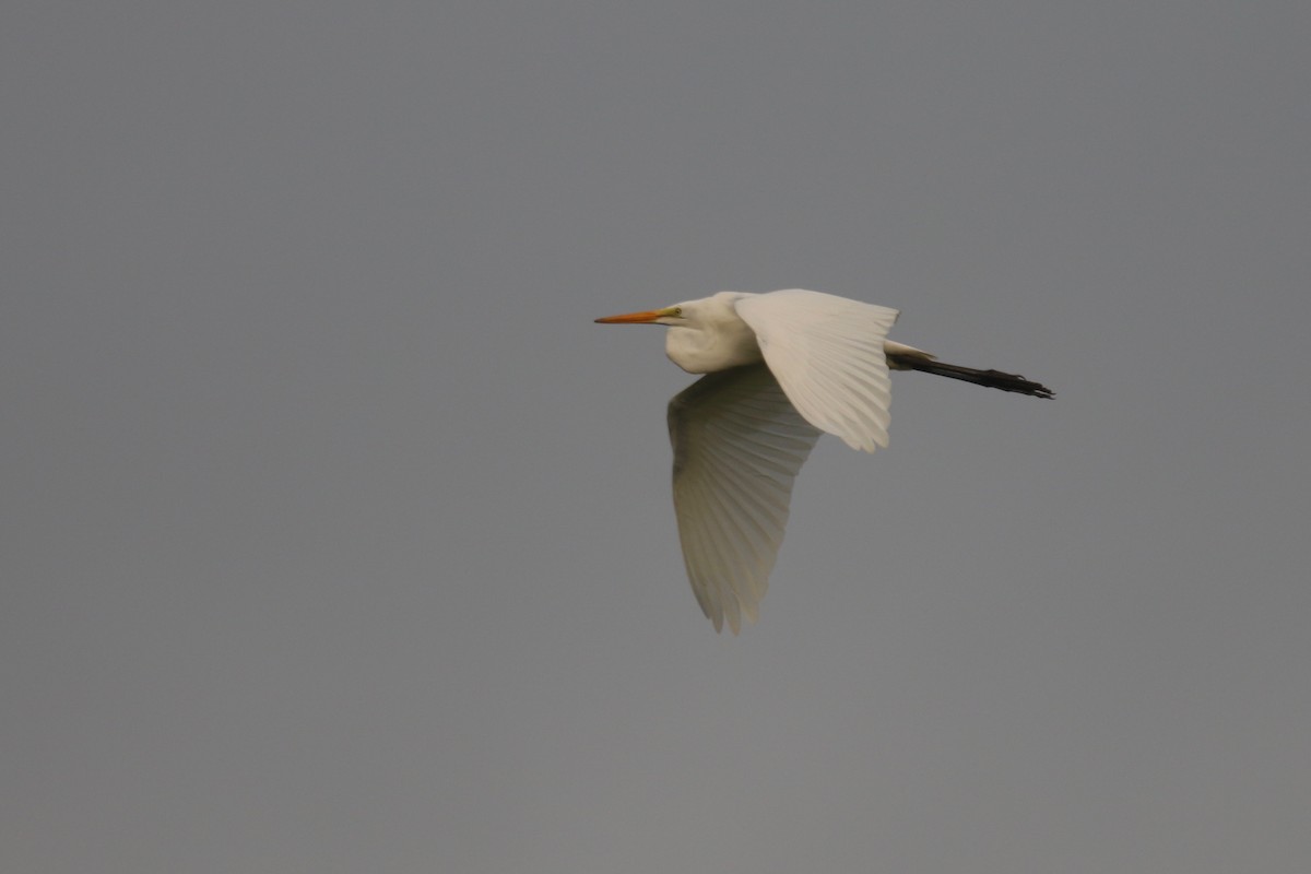 Great Egret - ML173074431