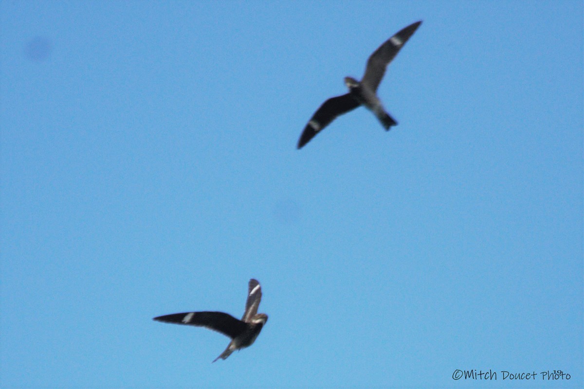 Common Nighthawk - ML173076911