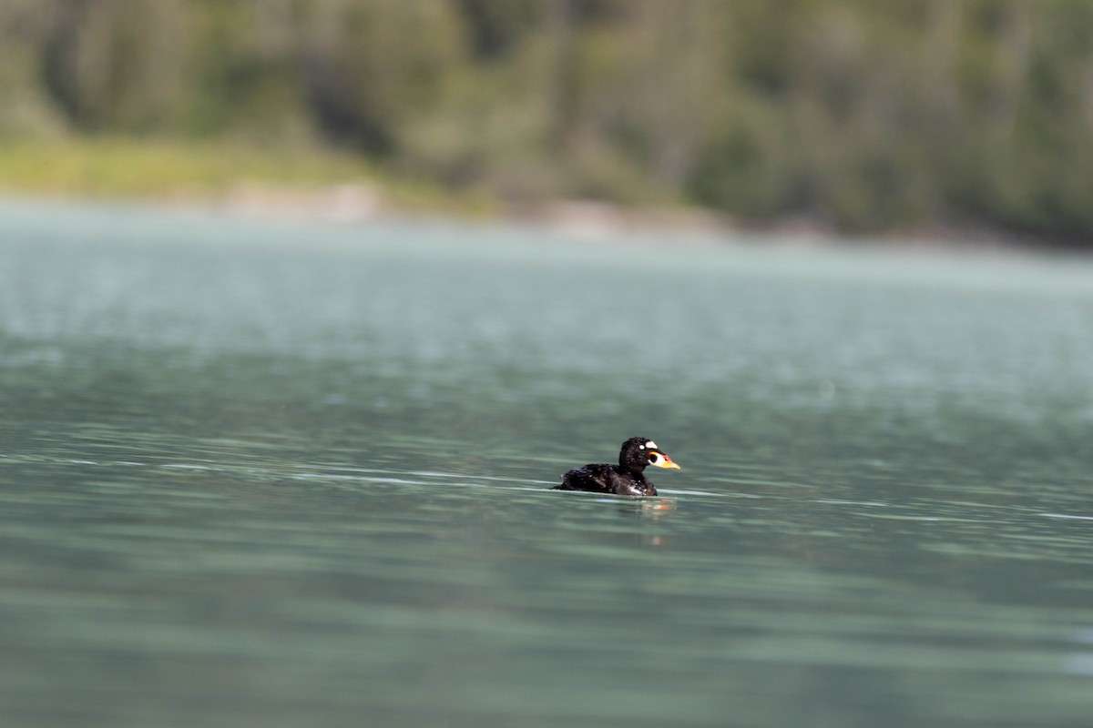 Surf Scoter - ML173077591