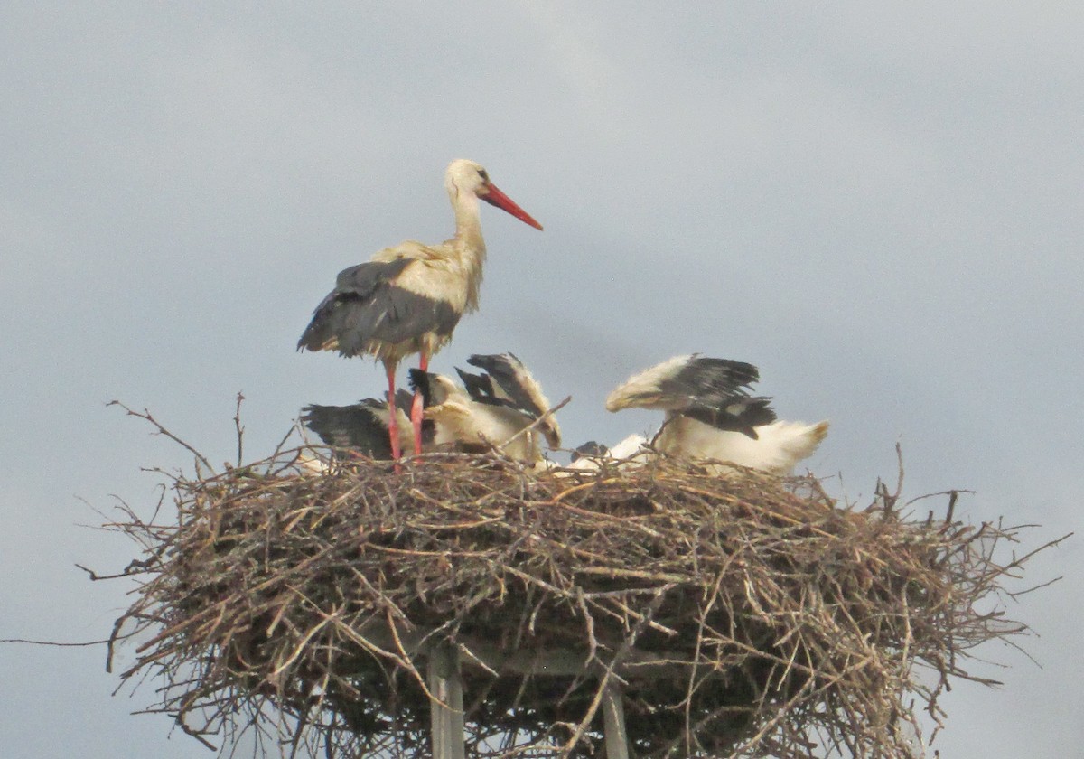 White Stork - ML173080921