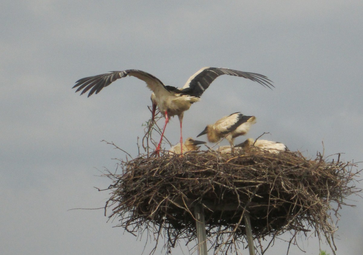 White Stork - ML173080951