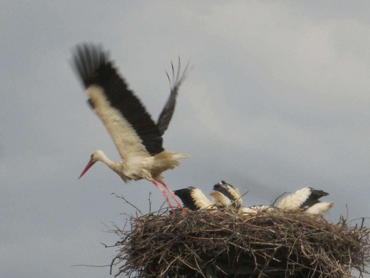 White Stork - ML173081171