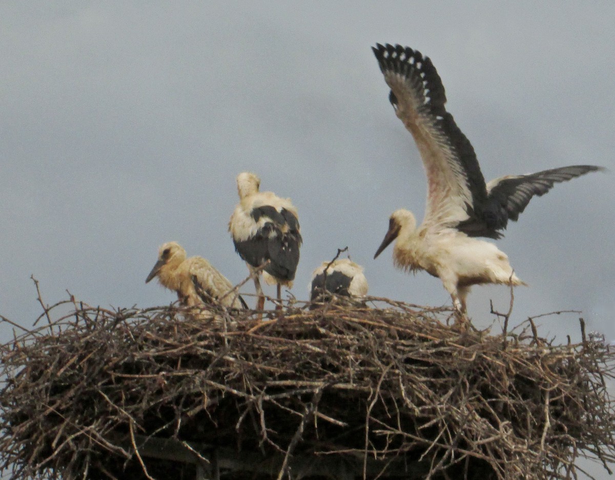 White Stork - ML173081201