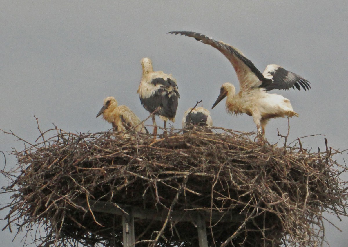 White Stork - Tamas Zeke