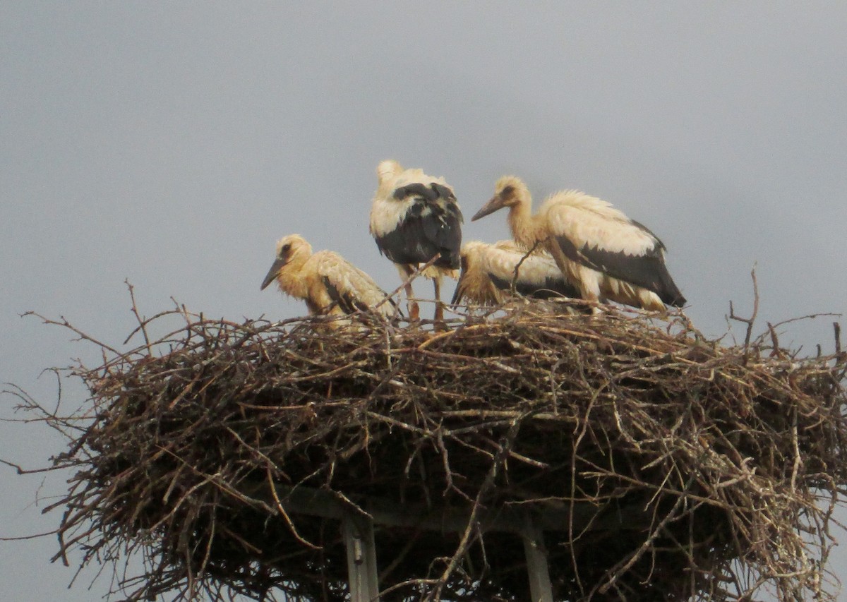 White Stork - ML173081281