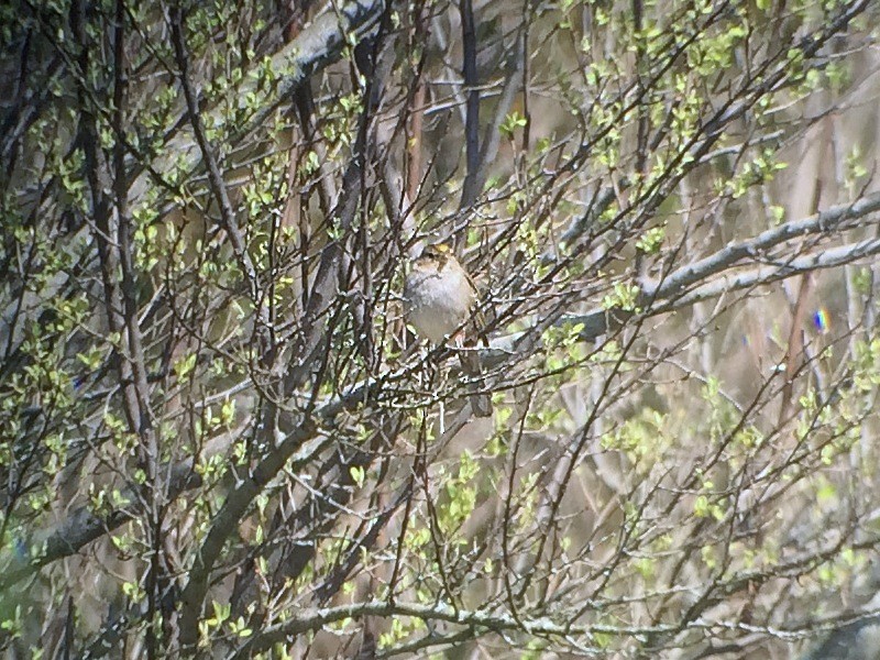 Bruant à couronne dorée - ML173081671
