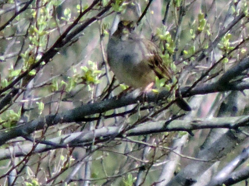 Bruant à couronne dorée - ML173081711