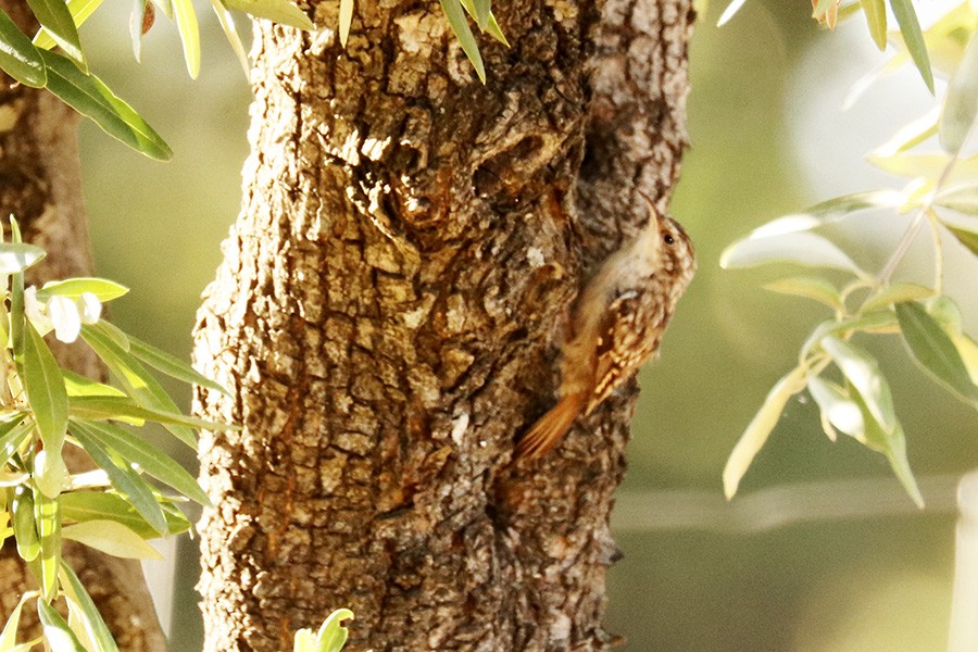 Short-toed Treecreeper - ML173082861