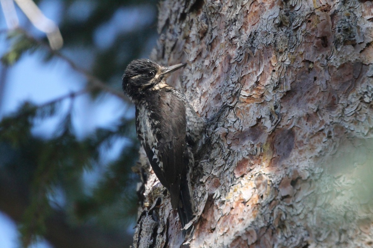 American Three-toed Woodpecker - Lonnie Pilkington