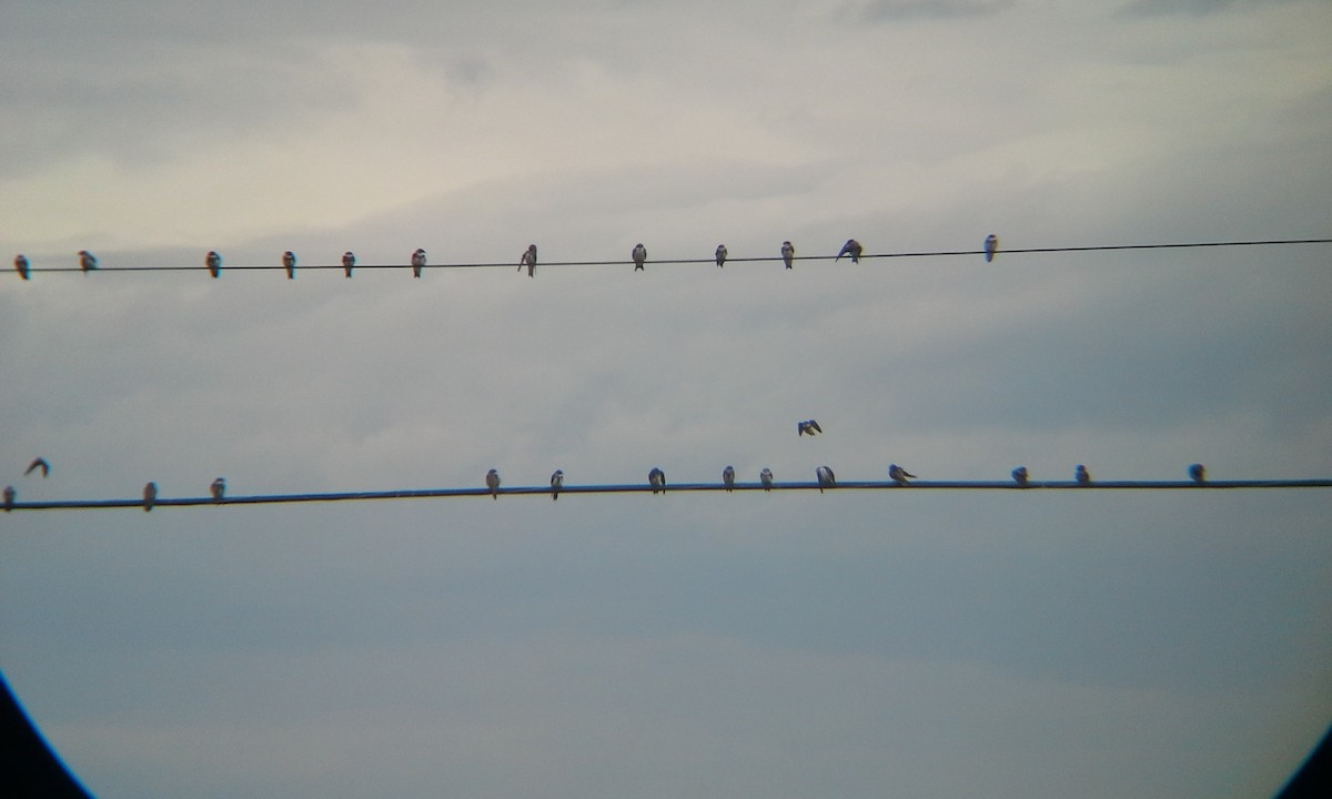 Bank Swallow - ML173086201