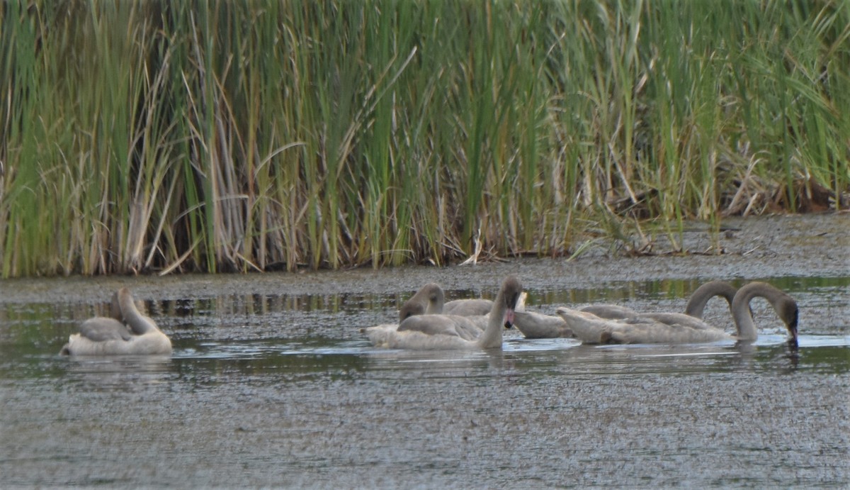 Trumpeter Swan - ML173086871