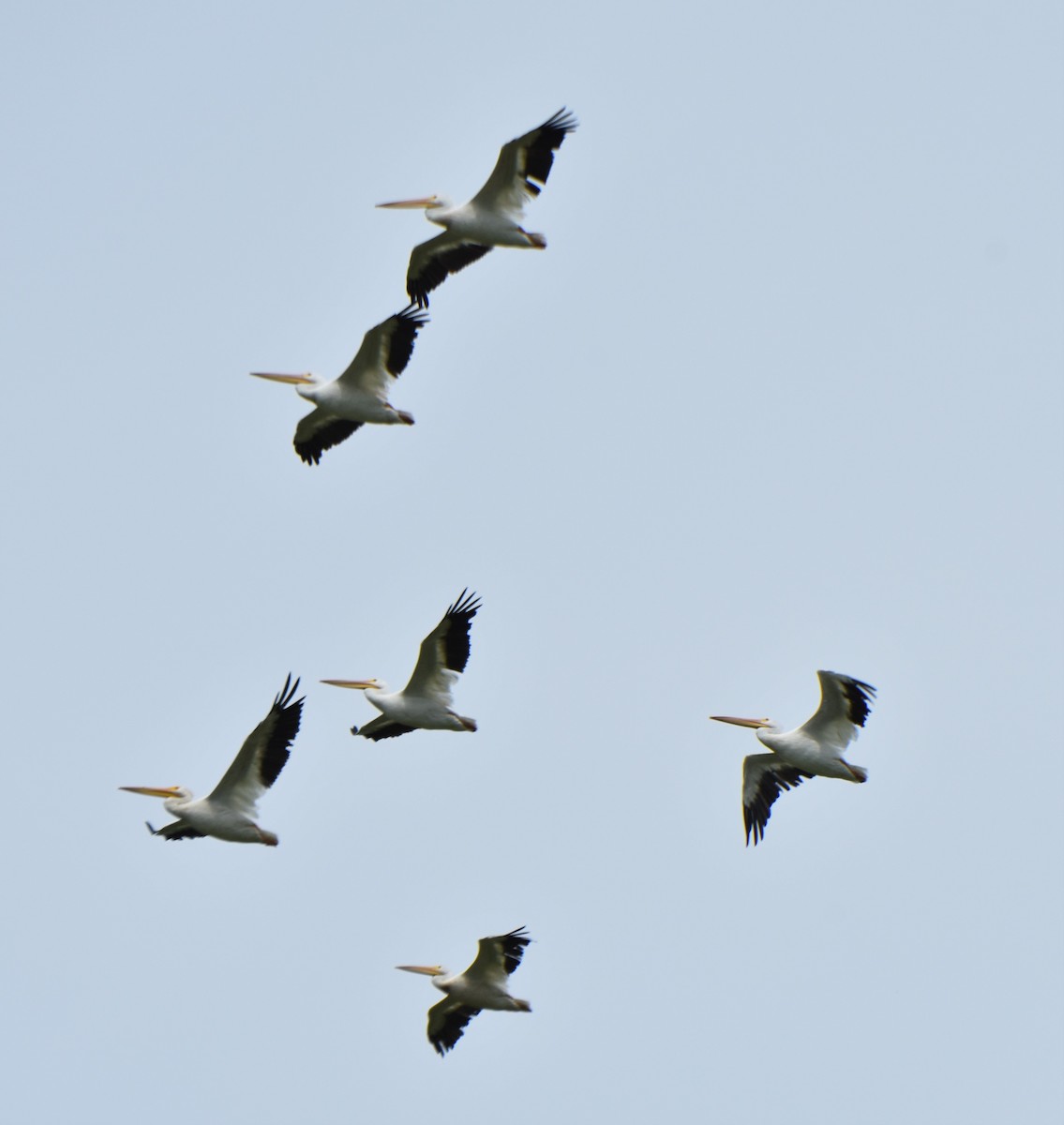 American White Pelican - ML173086981