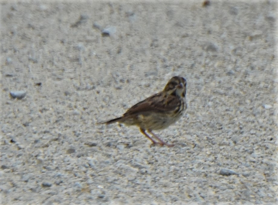 new world sparrow sp. - ML173087311