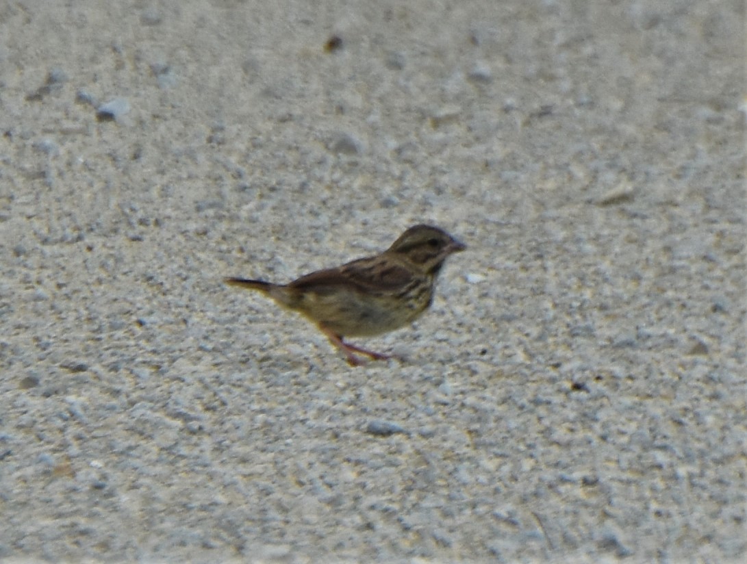 new world sparrow sp. - ML173087341