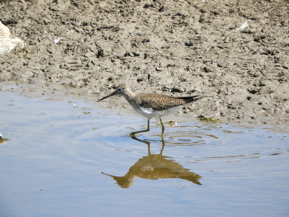 Einsiedelwasserläufer - ML173089271