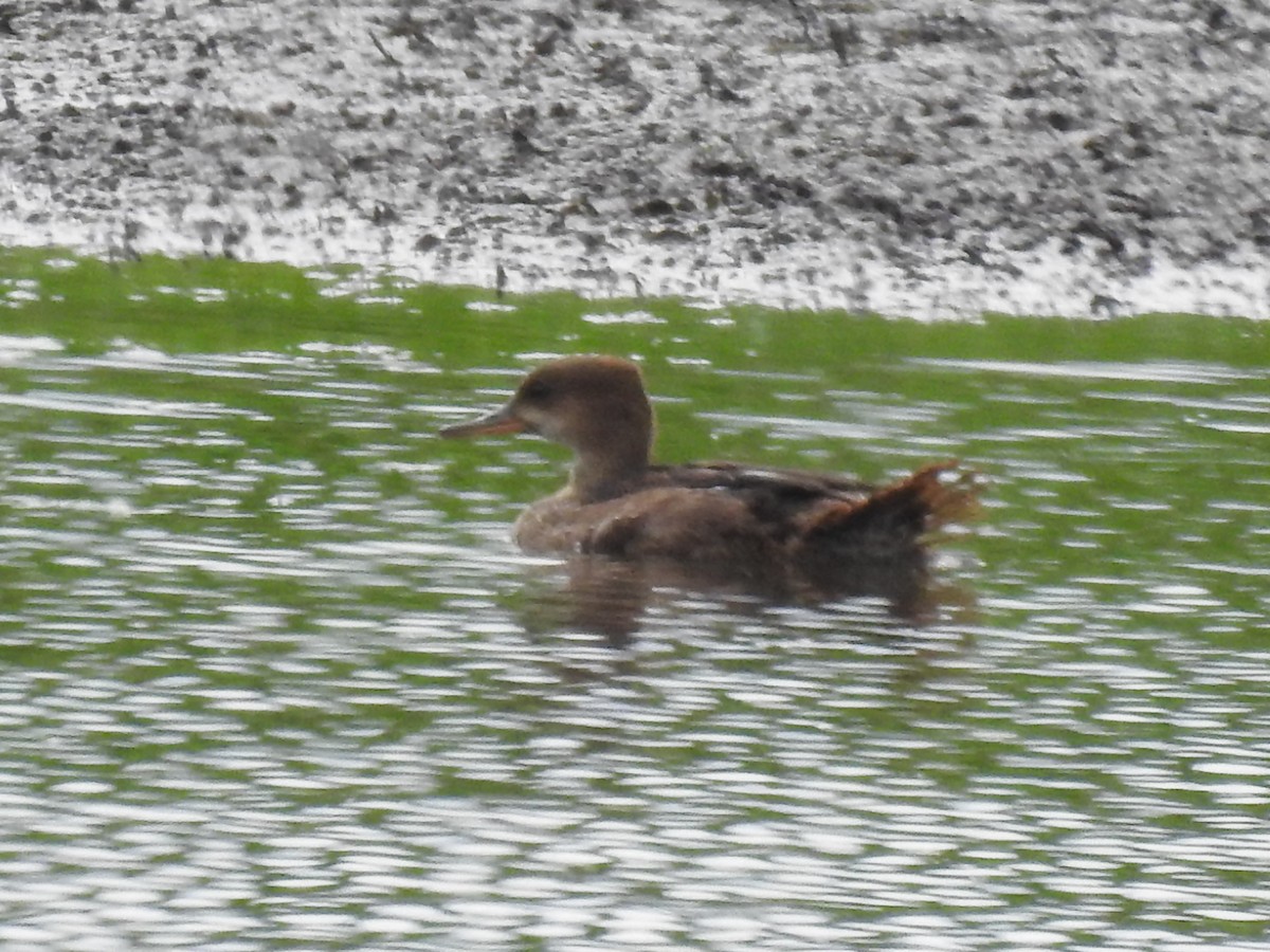 Hooded Merganser - ML173090201