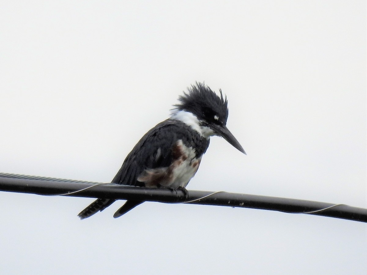Belted Kingfisher - ML173090321